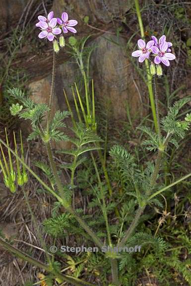 erodium cicutarium 6 graphic